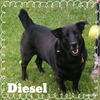 Diesel