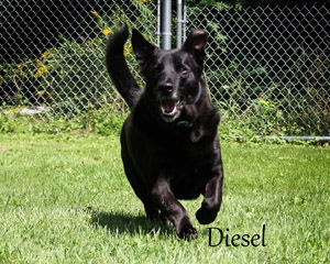 Diesel