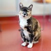 adoptable Cat in  named Najah