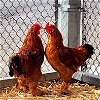 adoptable Chicken in burlingame, CA named Roosters!