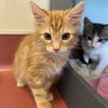 adoptable Cat in  named Kittens Available! 40+