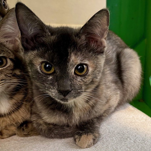 Photo 4 of Kittens Available 50+!