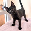 Kittens Available! - Photo 3