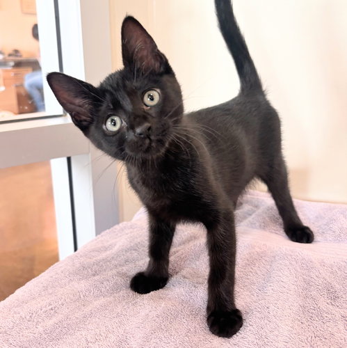 Photo 3 of Kittens Available 50+!