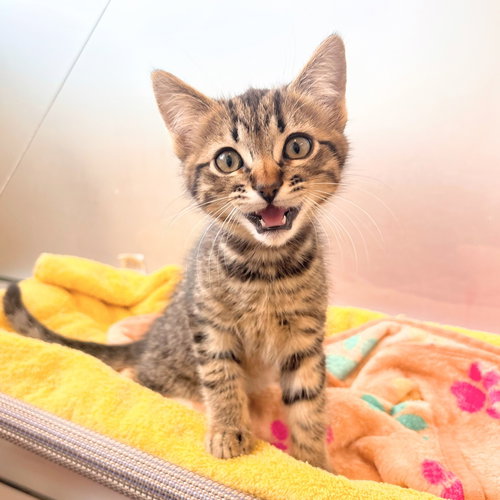 KITTENS AVAILABLE!