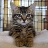 Kittens Available! - Photo 3