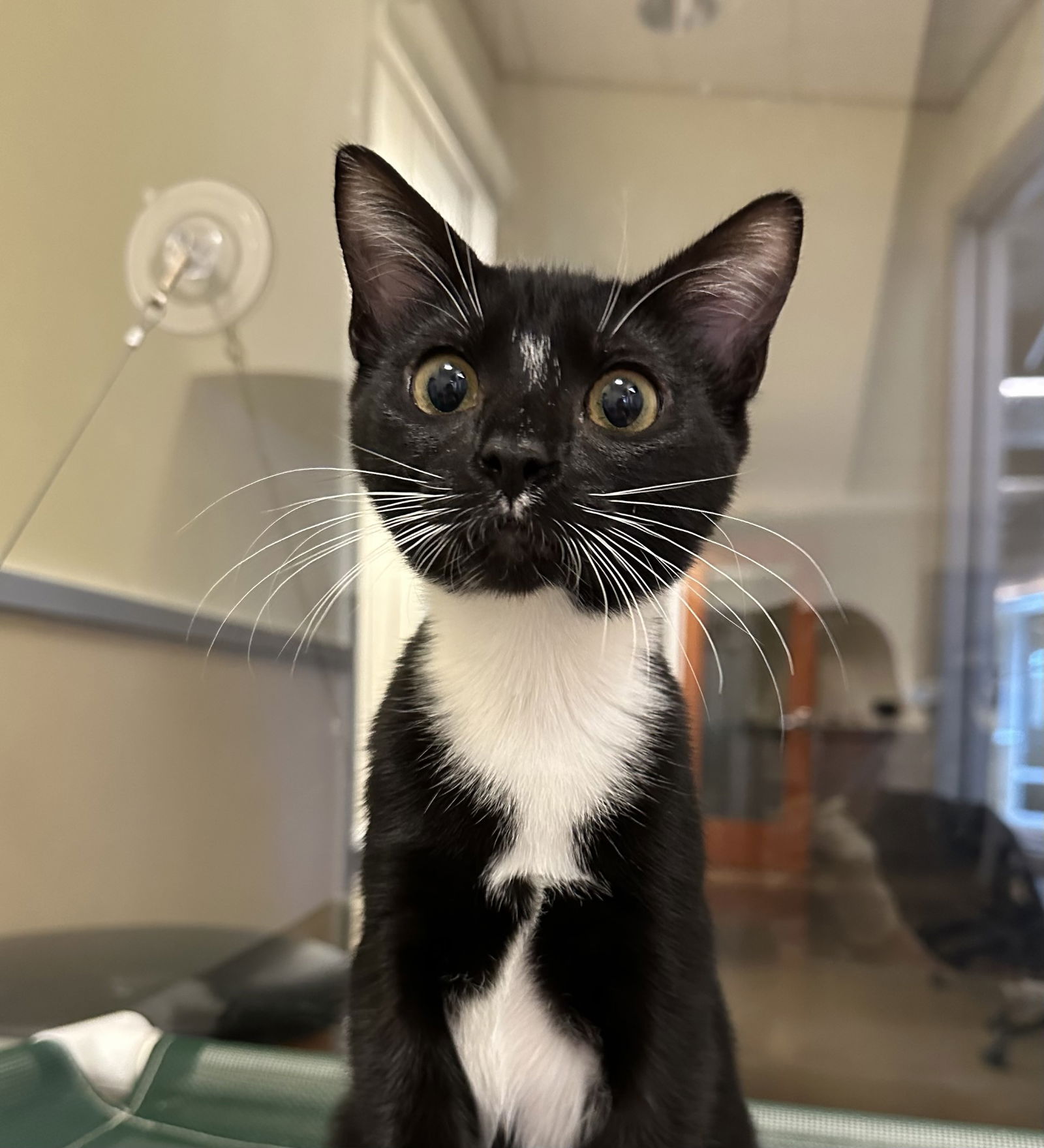 adoptable Cat in Burlingame, CA named Kittens Available!