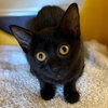 Kittens Available! - Photo 2