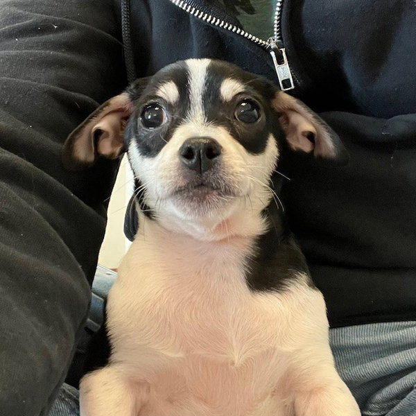 Puppies, Small Breed!
