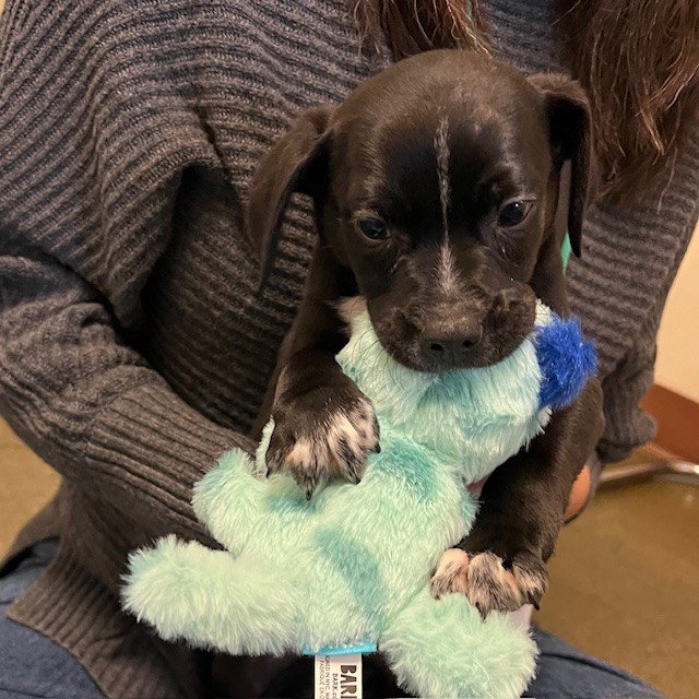 Puppies, Small Breed!