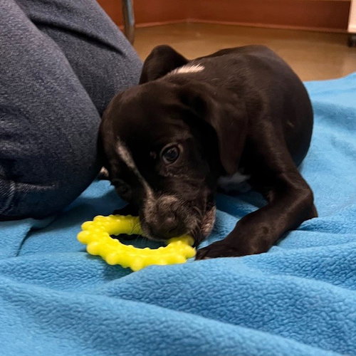 PUPPIES, SMALL BREED! - Chihuahua / Chihuahua available for adoption
