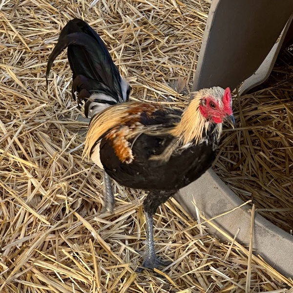 Roosters!