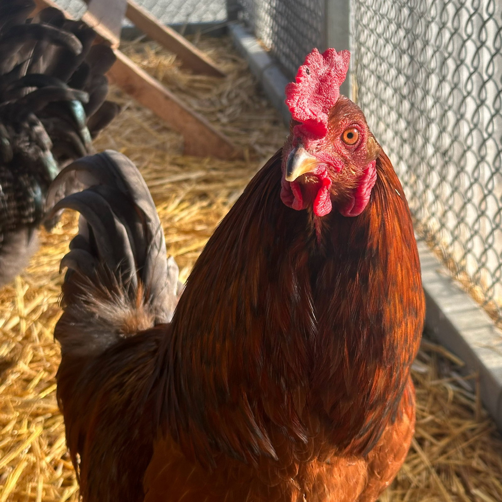 Roosters! Image