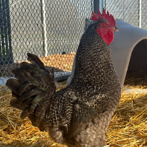 ROOSTERS! - Chicken available for adoption