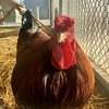 Roosters! - Photo 3