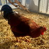 Roosters! - Photo 4
