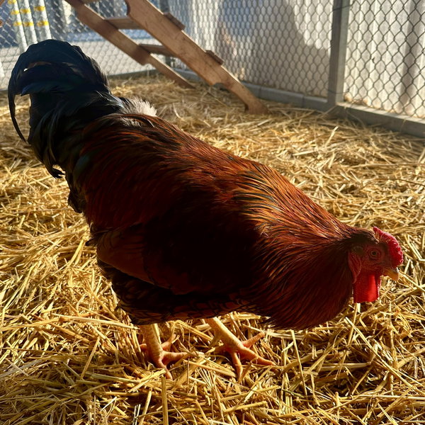 Roosters!
