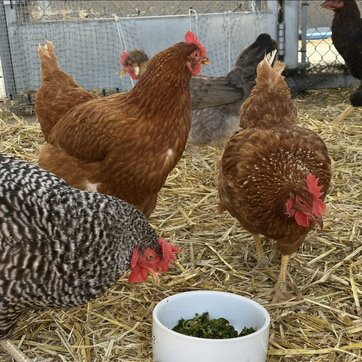 Hens & Roosters! Image