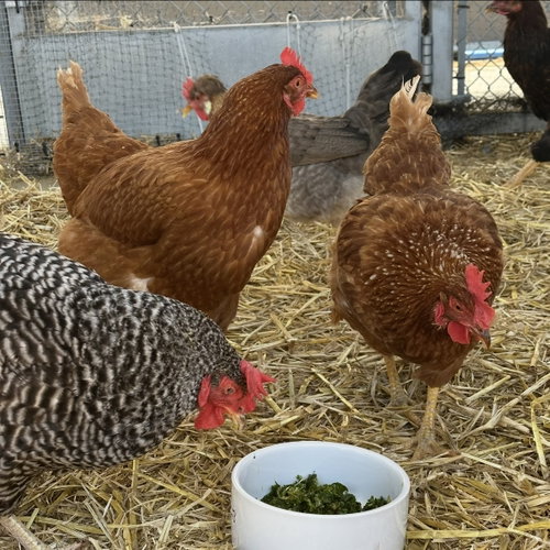 HENS & ROOSTERS! - Chicken available for adoption