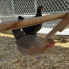 Hens & Roosters! - Photo 2