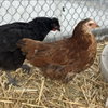 Hens & Roosters! - Photo 3