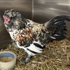 Hens & Roosters! - Photo 4