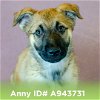 adoptable Dog in burlingame, CA named Puppies, Large Breed!