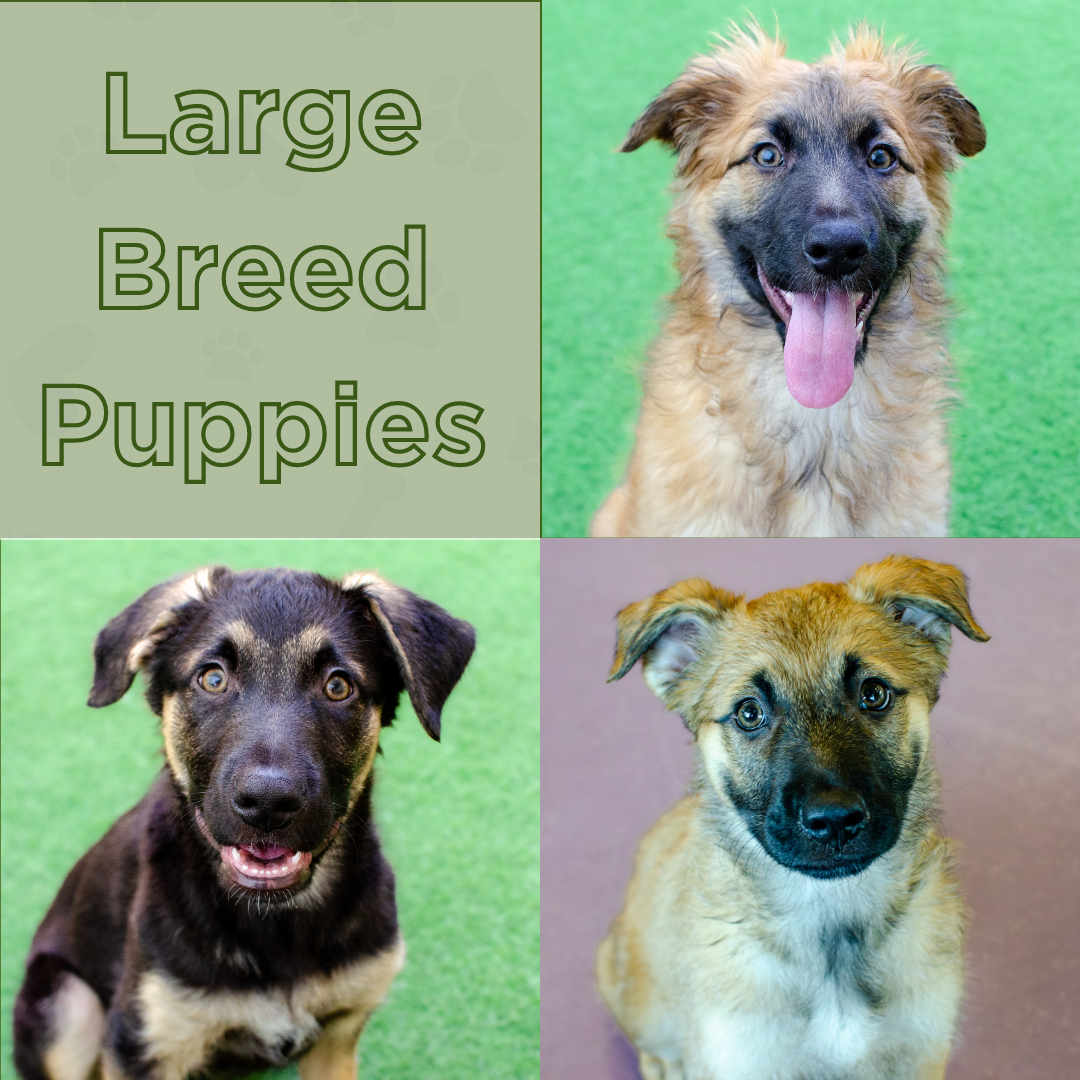 adoptable Dog in Burlingame, CA named Puppies, Large Breed!