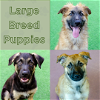 adoptable Dog in  named Puppies, Large Breed!