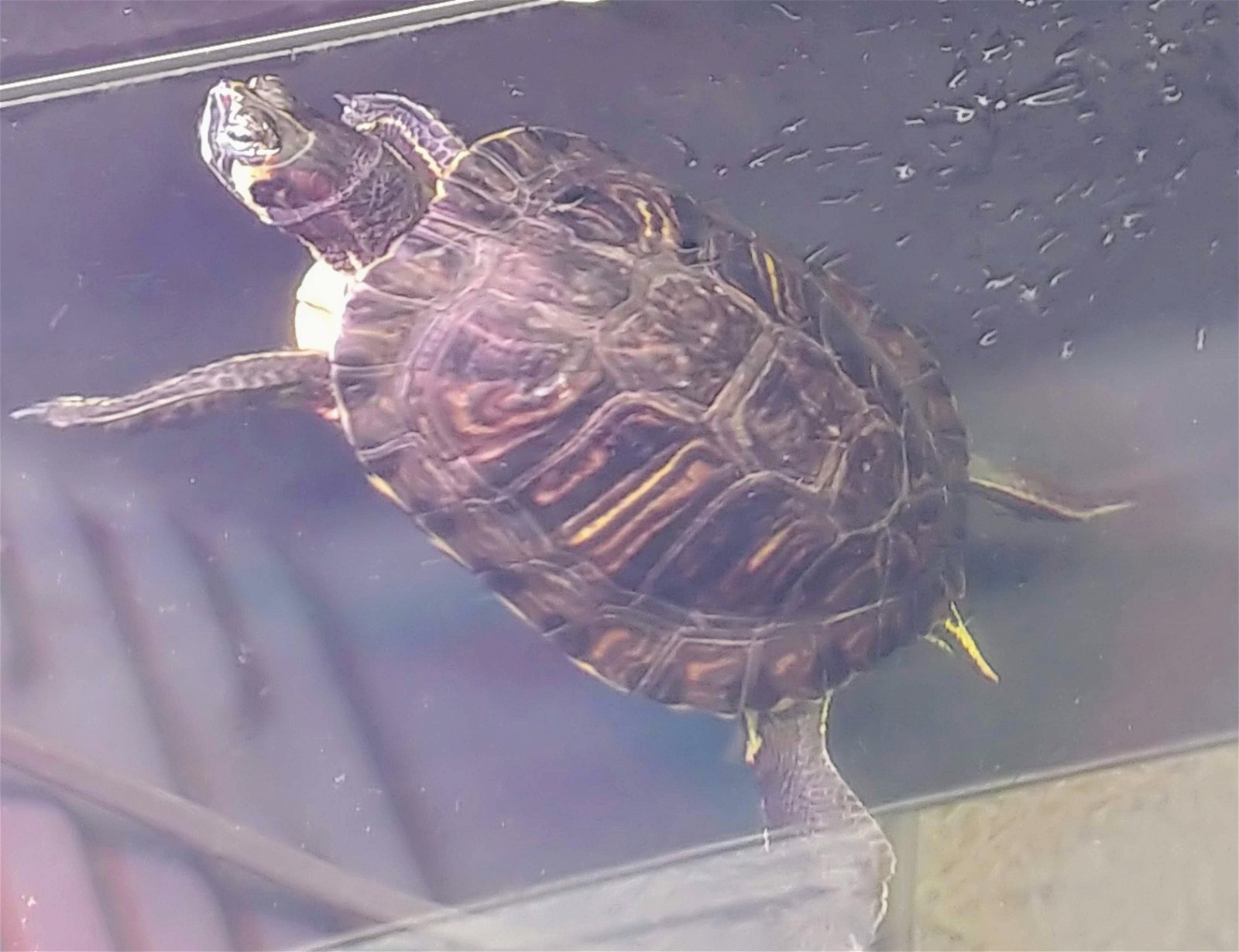 adoptable Turtle in Burlingame, CA named Sandy