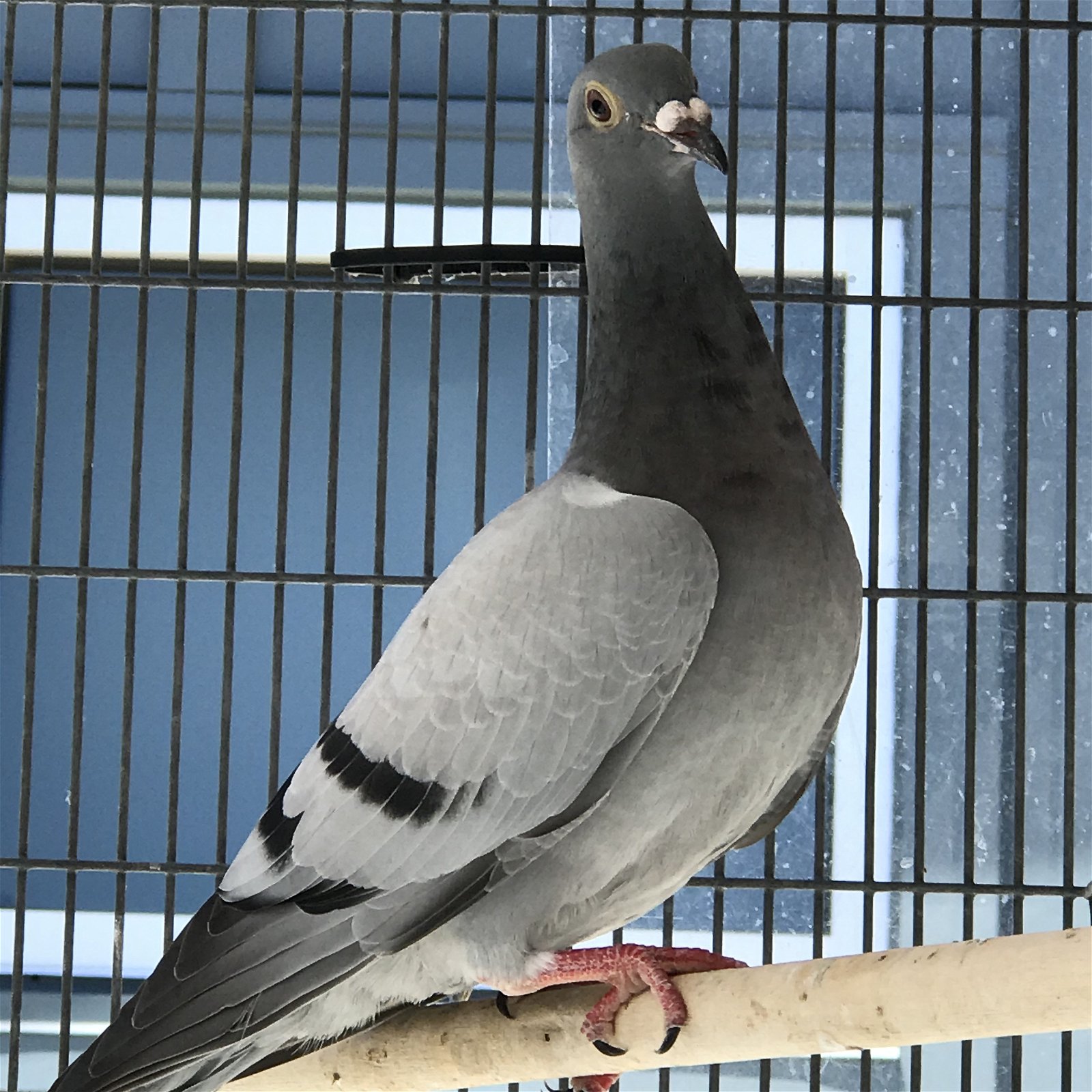 adoptable Bird in Burlingame, CA named Simpson