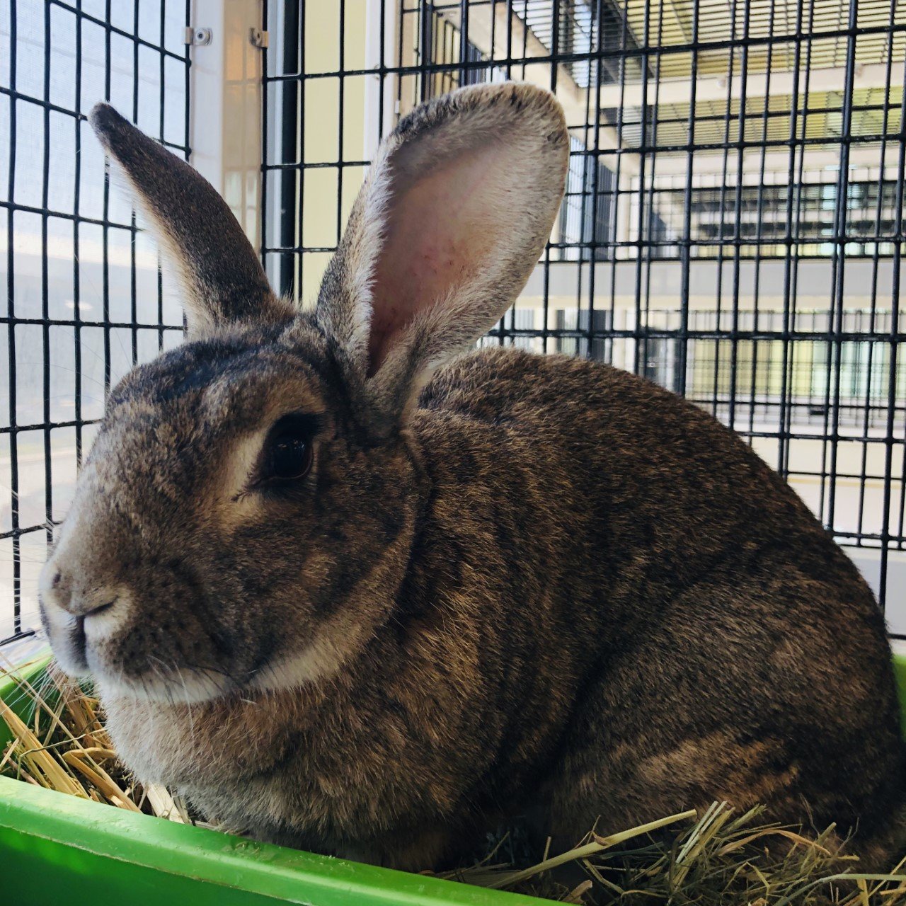 adoptable Rabbit in Burlingame, CA named June