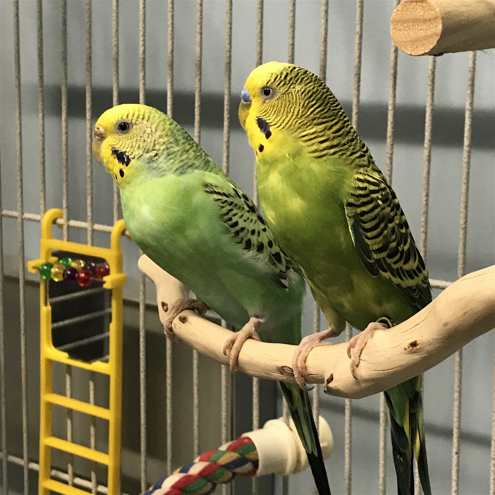 adoptable Bird in Burlingame, CA named Brussel Sprout & Fern