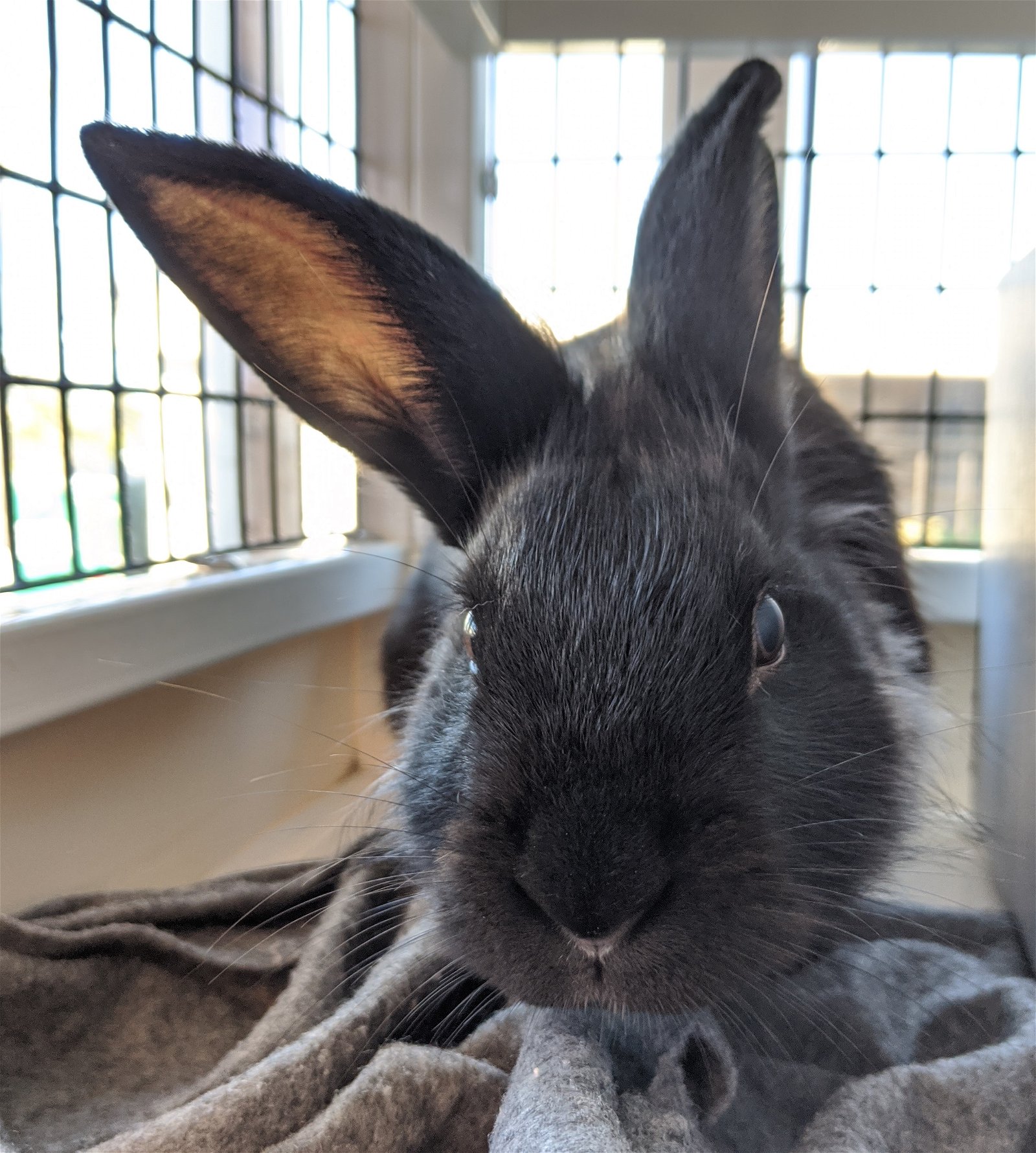 adoptable Rabbit in Burlingame, CA named Marcell