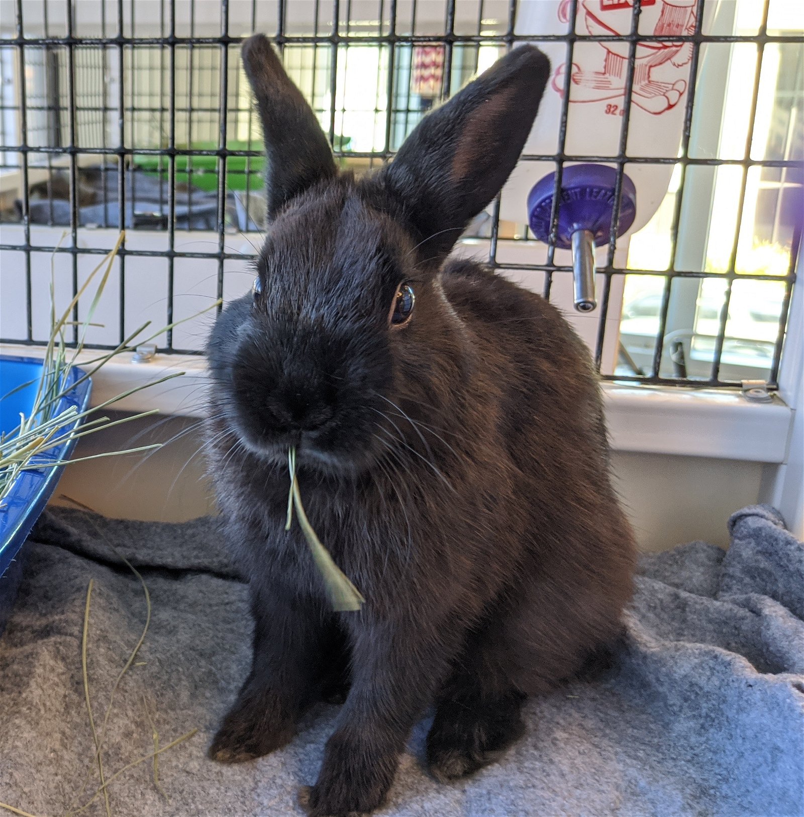 adoptable Rabbit in Burlingame, CA named Kevin