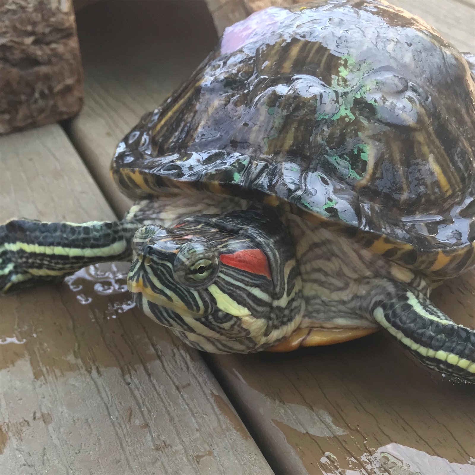adoptable Turtle in Burlingame, CA named Chayote