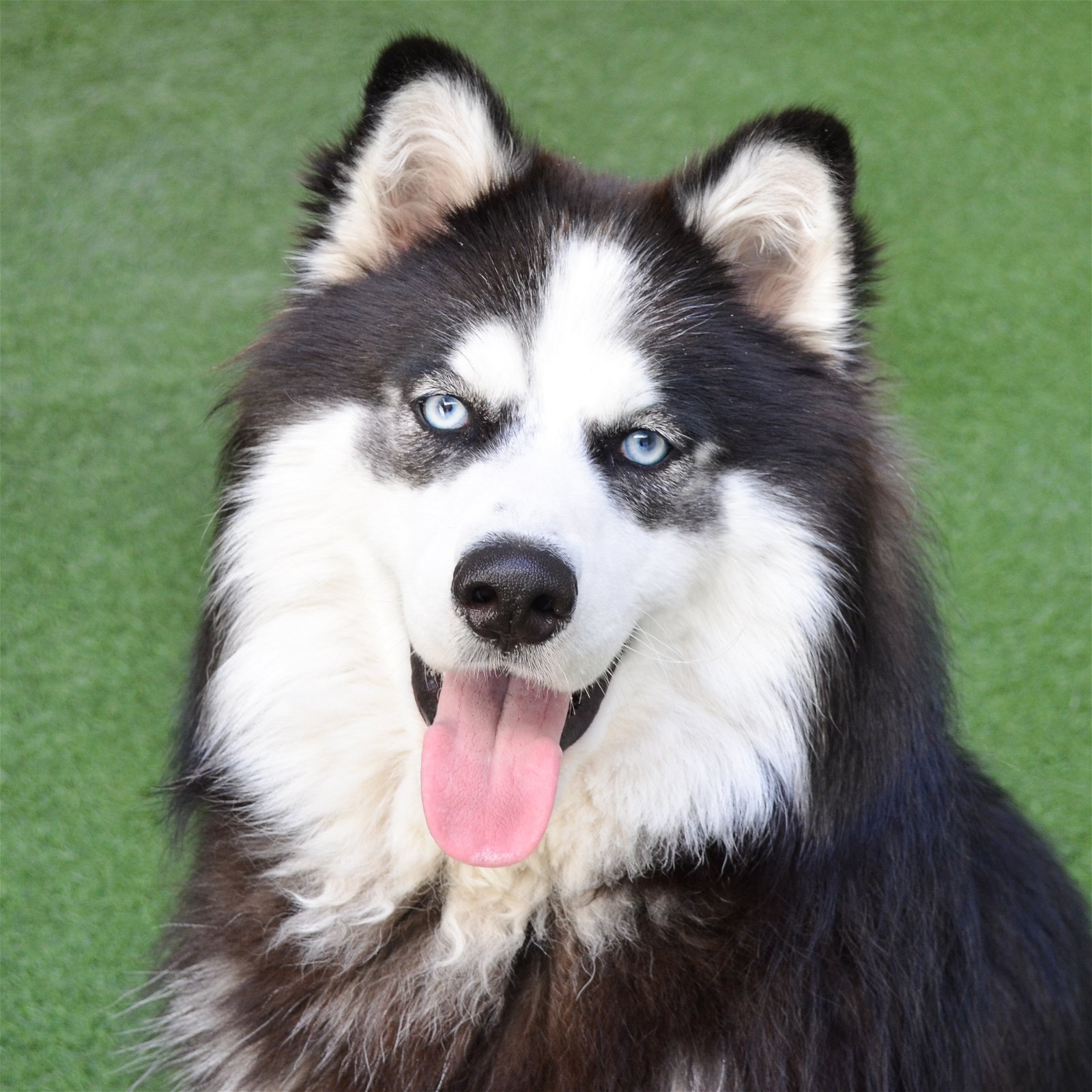 adoptable Dog in Burlingame, CA named Arlo