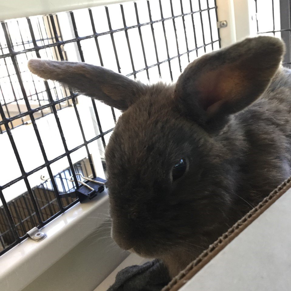 adoptable Rabbit in Burlingame, CA named Franklin