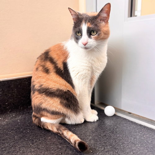 Kimi, Senior Domestic Short Hair / Calico (short coat), cat for adoption in Oakley, California
