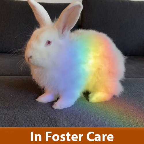 Long Coat Rabbit Rabbit adoption in Burlingame, CA 94010: Angora Rabbit / Longhaired ...