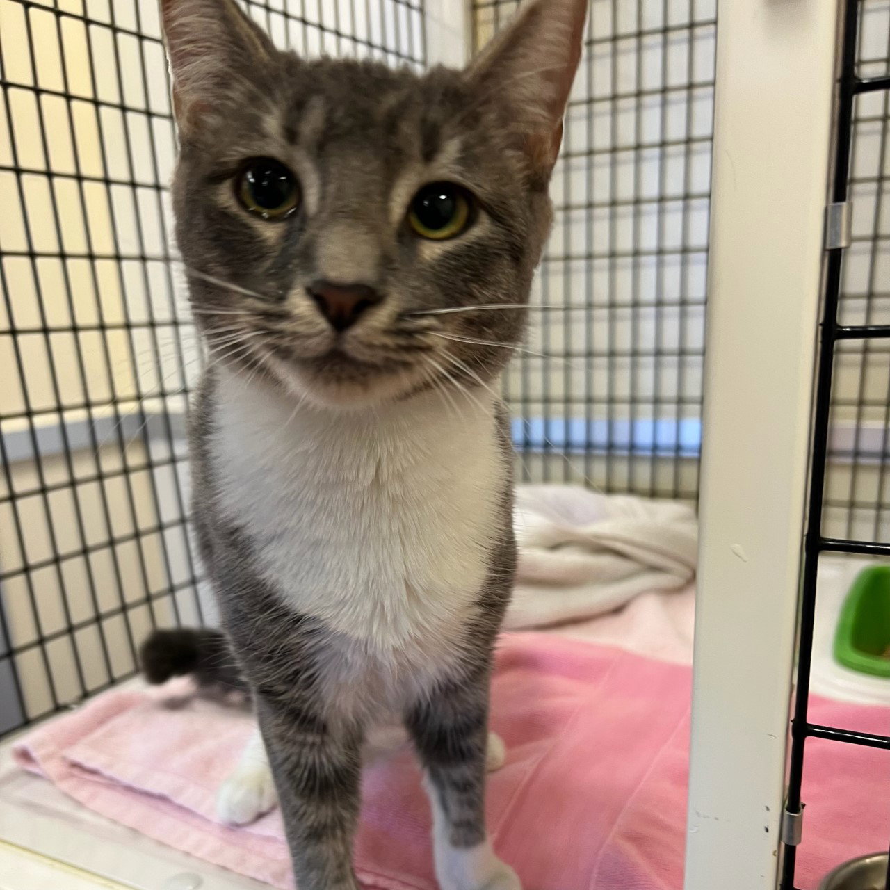 craigslist san antonio pets kittens