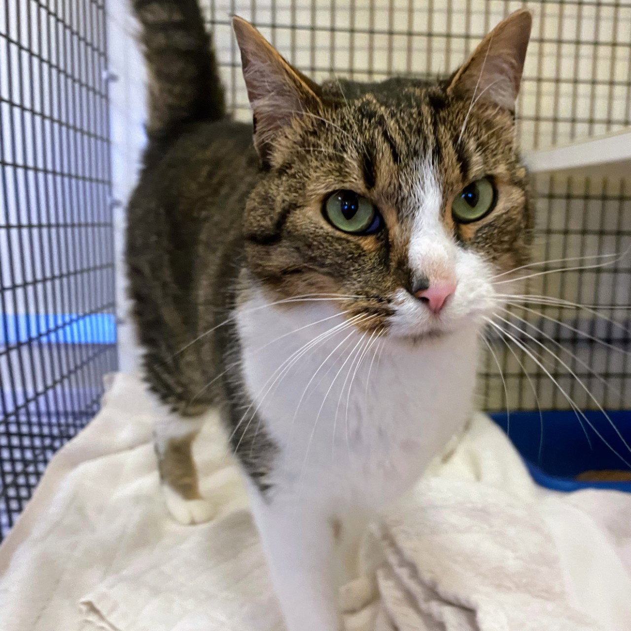 Cats for Adoption in Inverness, California Alpha Paw