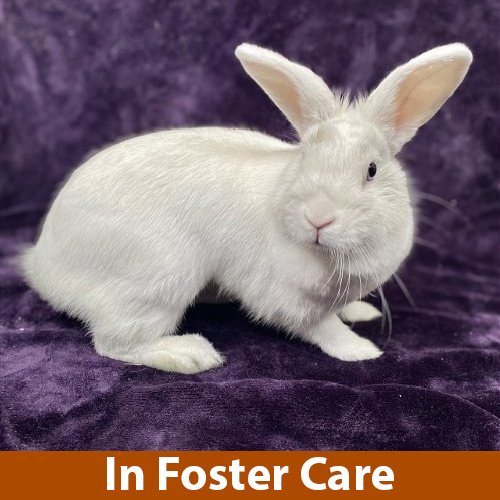 adoptable Rabbit in Burlingame, CA named Elsa