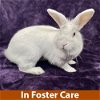 adoptable Rabbit in burlingame, CA named Elsa