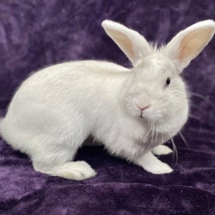 adoptable Rabbit in Burlingame, CA named Elsa