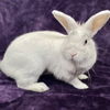 adoptable Rabbit in  named Elsa