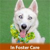 adoptable Dog in burlingame, CA named Sahara