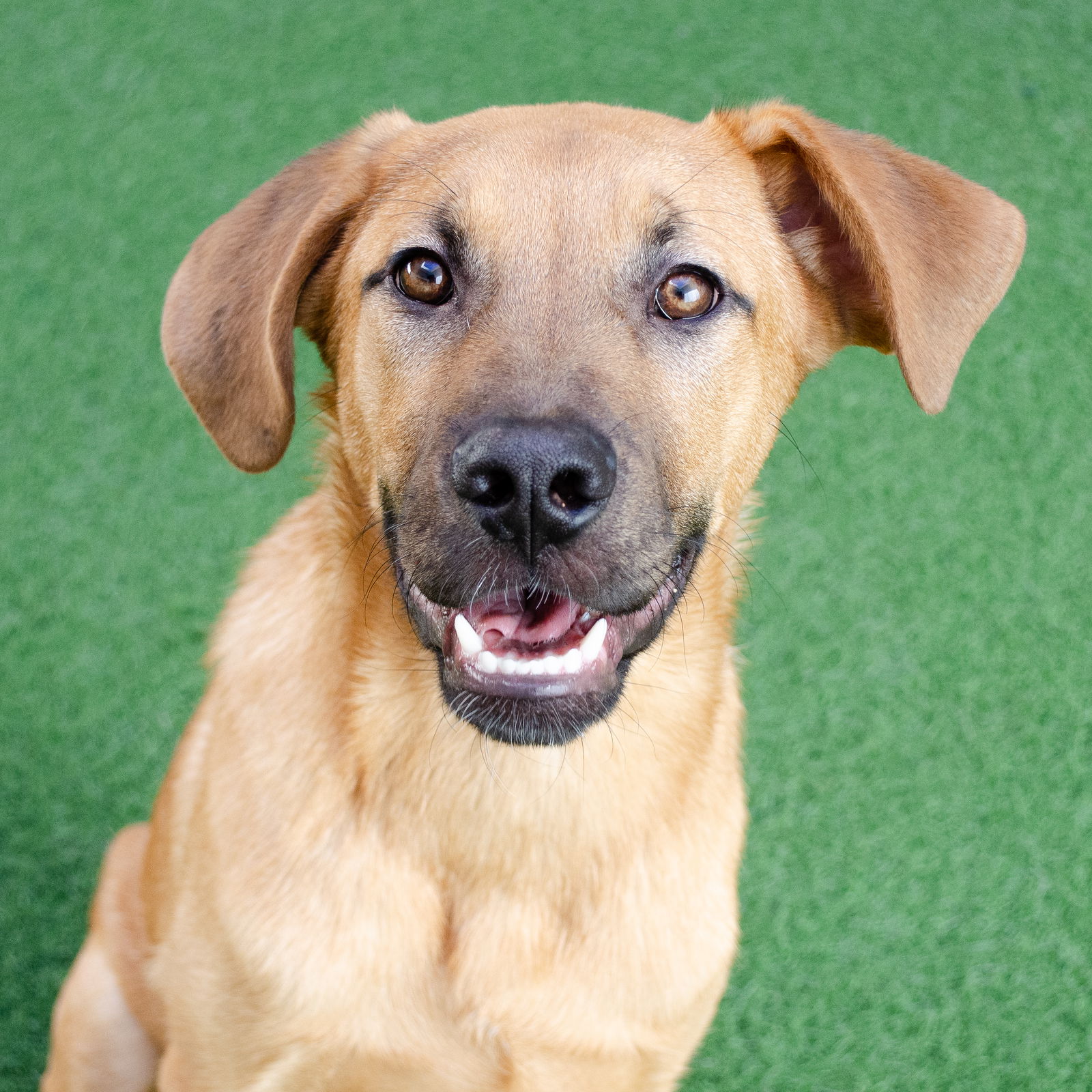Dog Adoption - Peninsula Humane Society & SPCA in Burlingame, CA Dog Adoption - Peninsula Humane Society & SPCA in Burlingame, CA