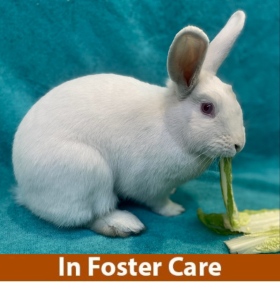 adoptable Rabbit in Burlingame, CA named Snow White