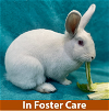 adoptable Rabbit in burlingame, CA named Snow White